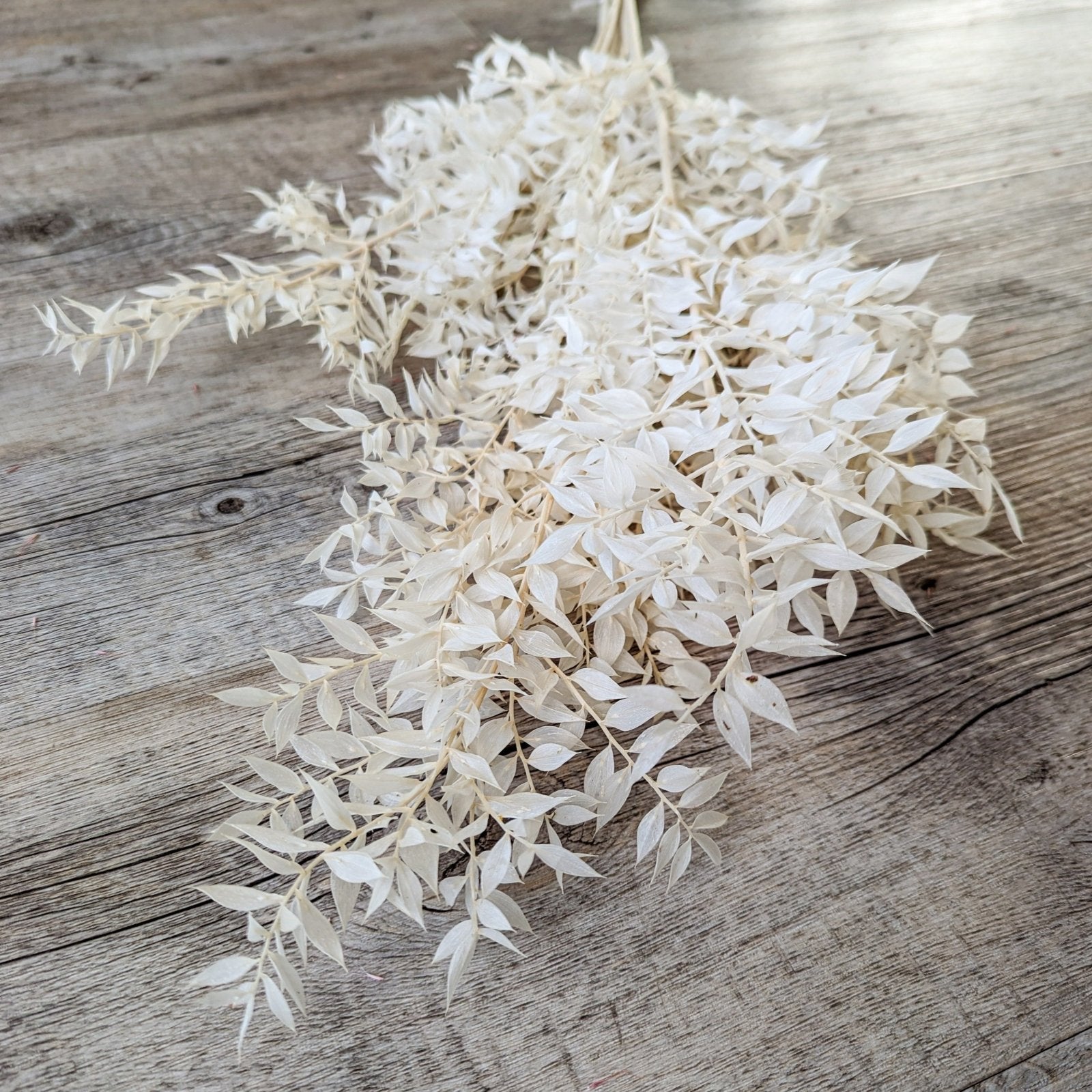 Trockenblumen Ruskus gebleicht im Bund Großpackung