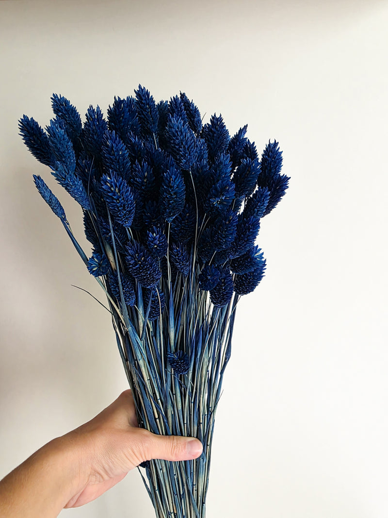 Trockenblumen Phalaris im Bund Großpackung "Blau"