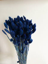 Trockenblumen Phalaris im Bund Großpackung "Blau"