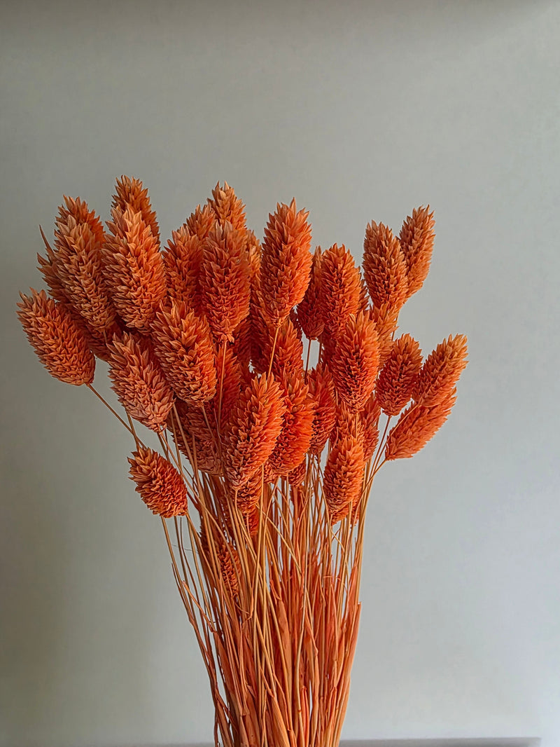 Trockenblumen Phalaris im Bund Großpackung "Orange"