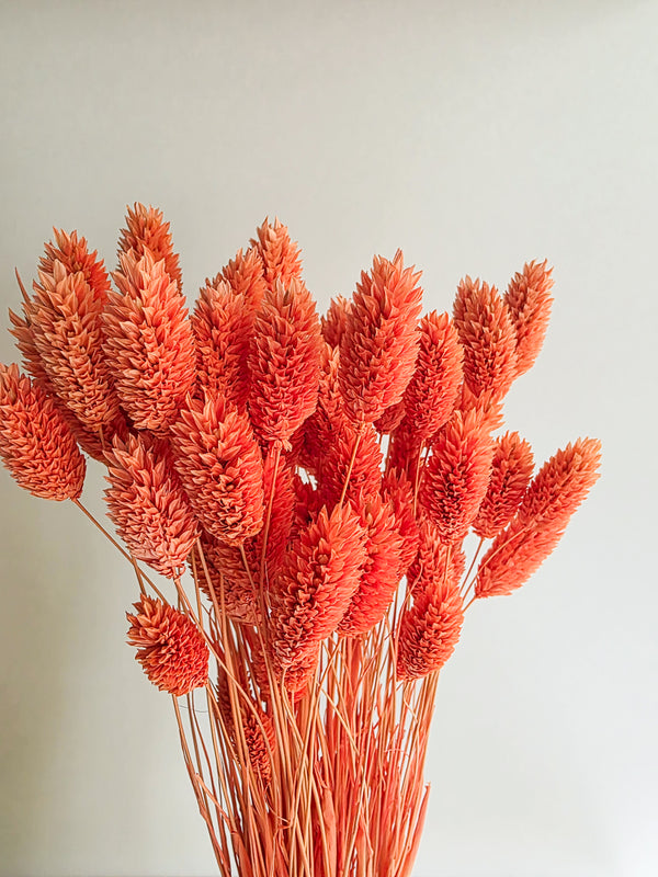 Dried flowers Phalaris in a bunch large pack "Sun Yellow"