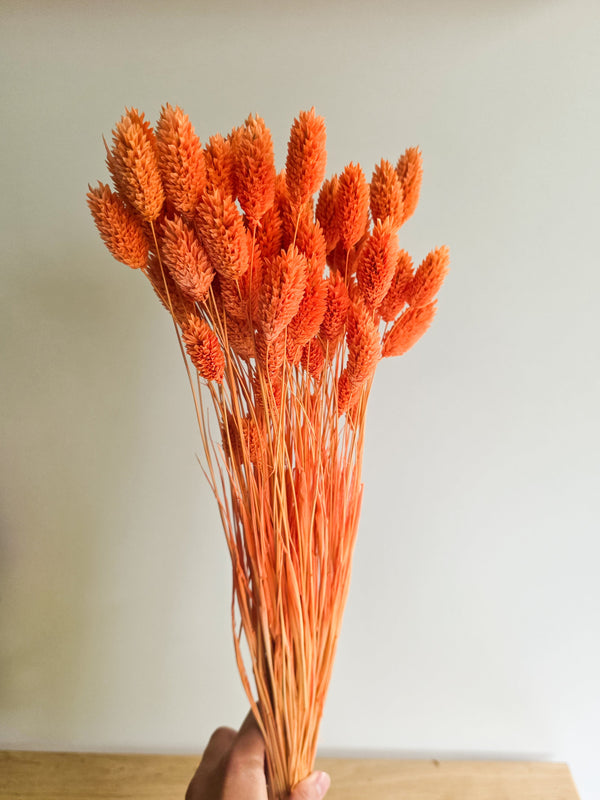 Dried flowers Phalaris in a bunch large pack "Sun Yellow"