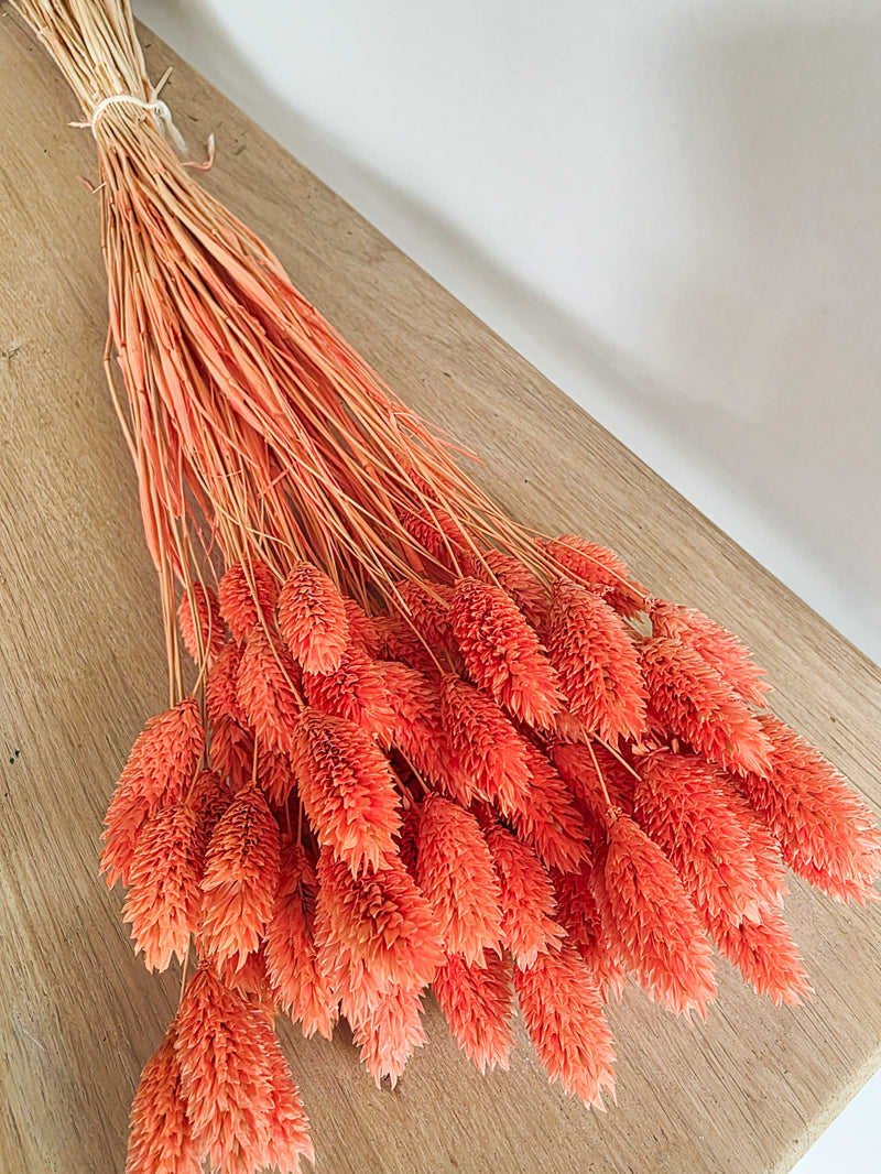 Trockenblumen Phalaris im Bund Großpackung "Orange"