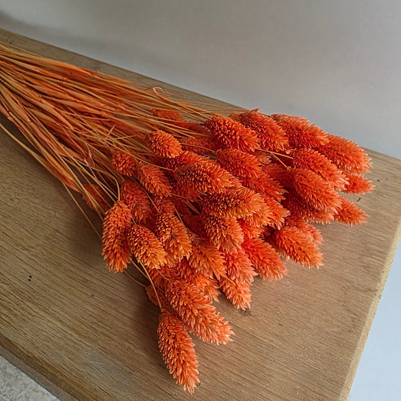 Trockenblumen Phalaris im Bund Großpackung "Orange"