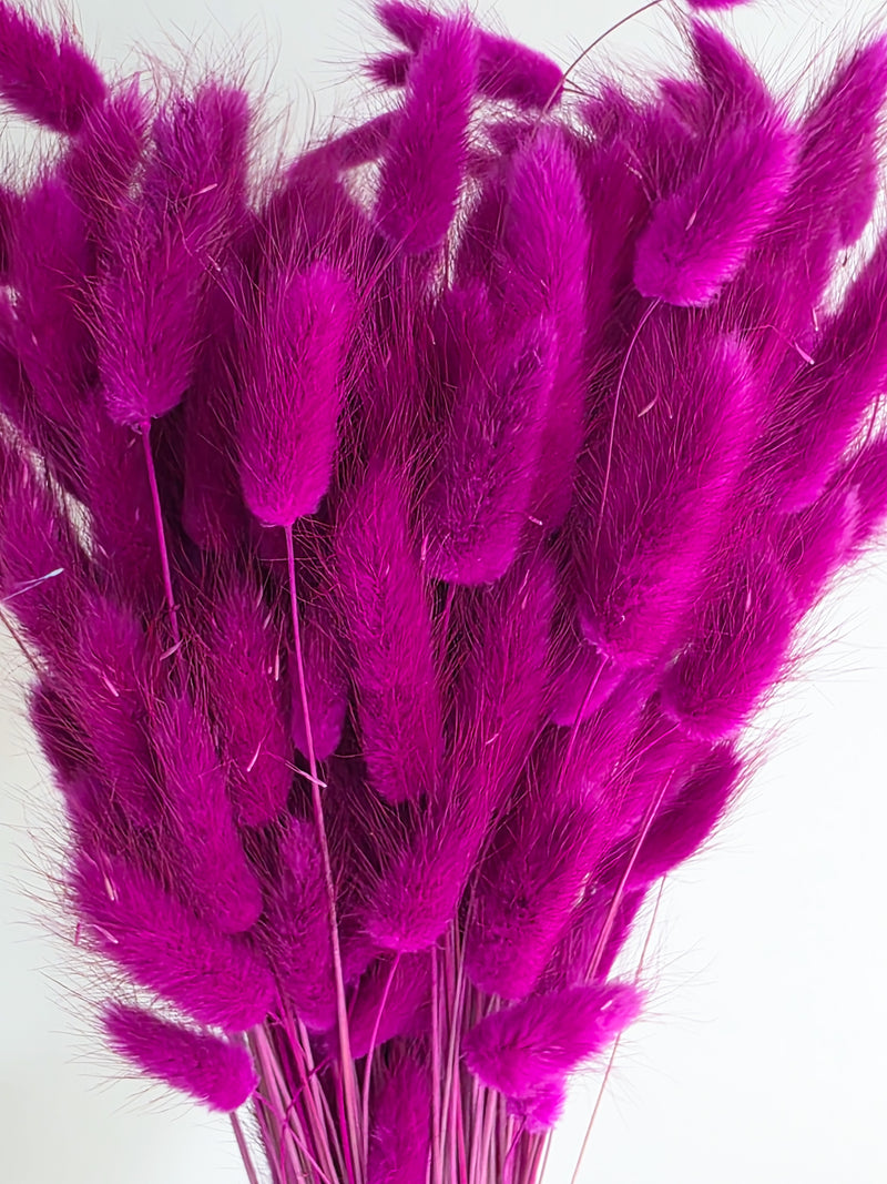 Trockenblumen Lagurus im Bund Großpackung "Lila"