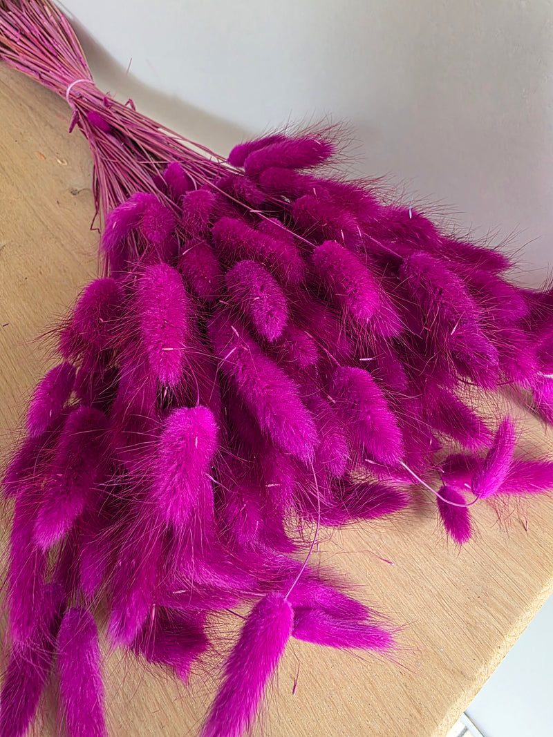 Trockenblumen Lagurus im Bund Großpackung "Lila"