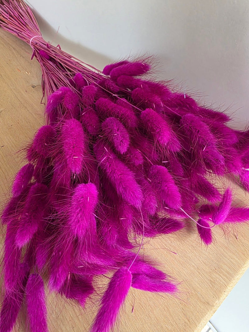 Trockenblumen Lagurus im Bund Großpackung "Lila" - DekoPanda