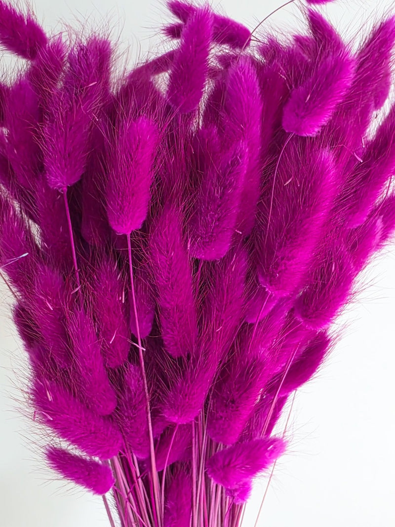 Trockenblumen Lagurus im Bund Großpackung "Lila" - DekoPanda
