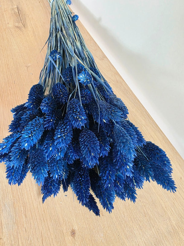 Trockenblumen Phalaris im Bund Großpackung "Blau" - DekoPanda
