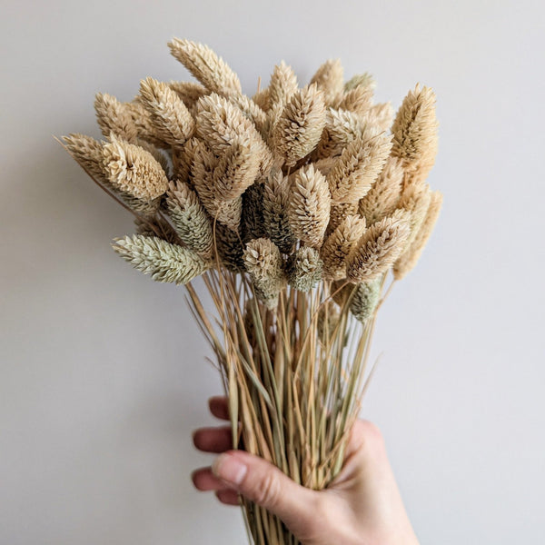 Trockenblumen Phalaris im Bund Großpackung "Natur" - DekoPanda