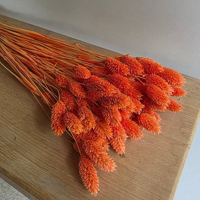 Trockenblumen Phalaris im Bund Großpackung "Orange" - DekoPanda