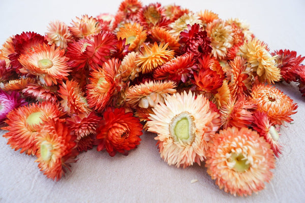 Strohblumen Köpfe Helichrysum Trockenblumen "lachs" - DekoPanda