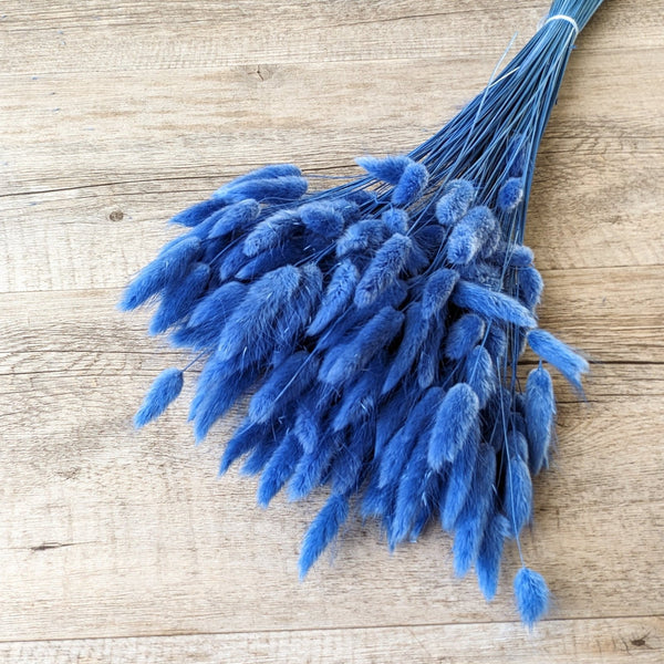 Trockenblumen Lagurus im Bund Großpackung "Blau" - DekoPanda