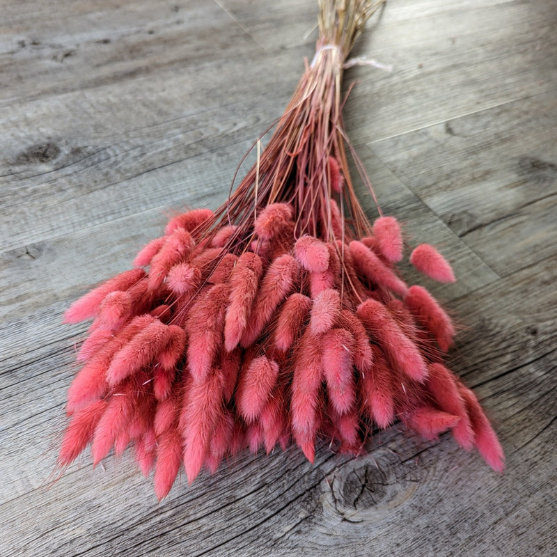 Trockenblumen Lagurus im Bund Großpackung "Pink" - DekoPanda
