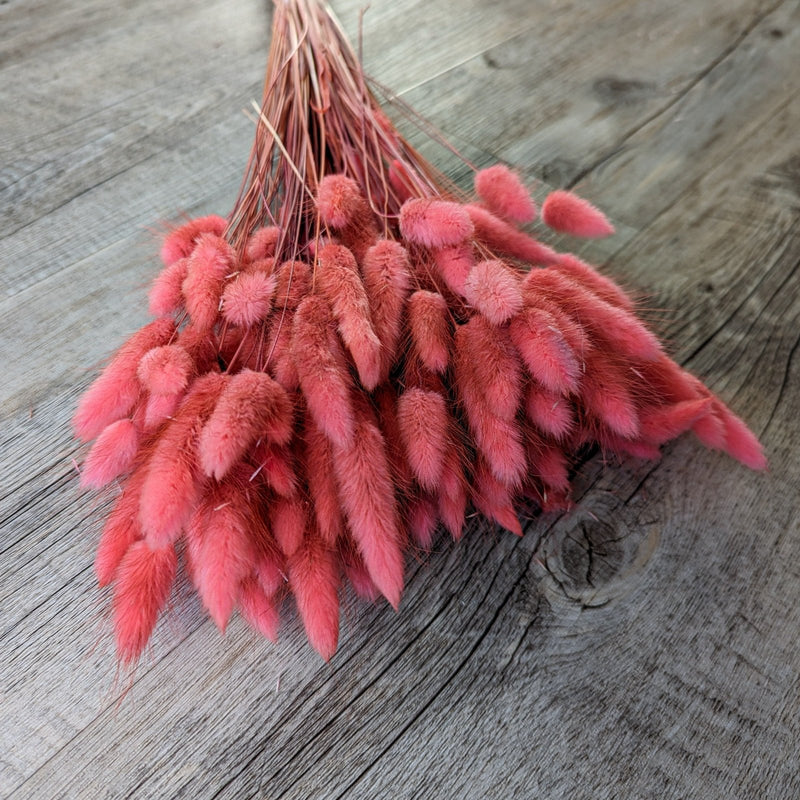 Trockenblumen Lagurus im Bund Großpackung "Pink" - DekoPanda