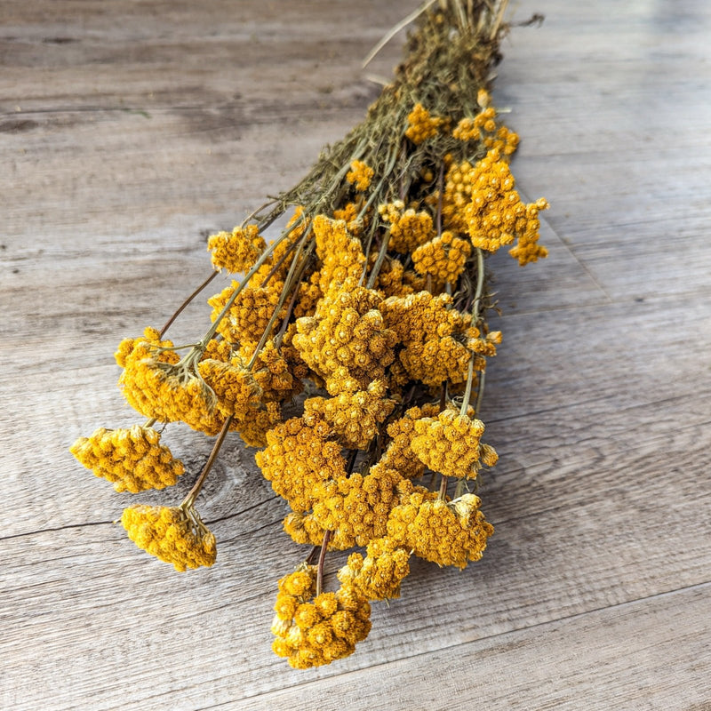 Trockenblumen Lona im Bund Großpackung "Natur" - DekoPanda