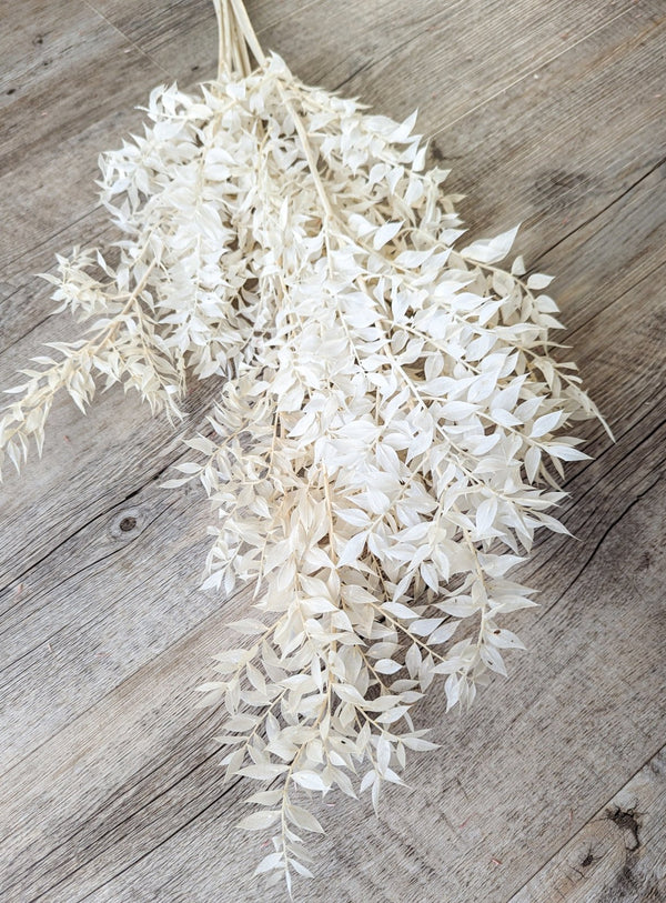 Trockenblumen Ruscus gebleicht im Bund Großpackung "Weiß" - DekoPanda