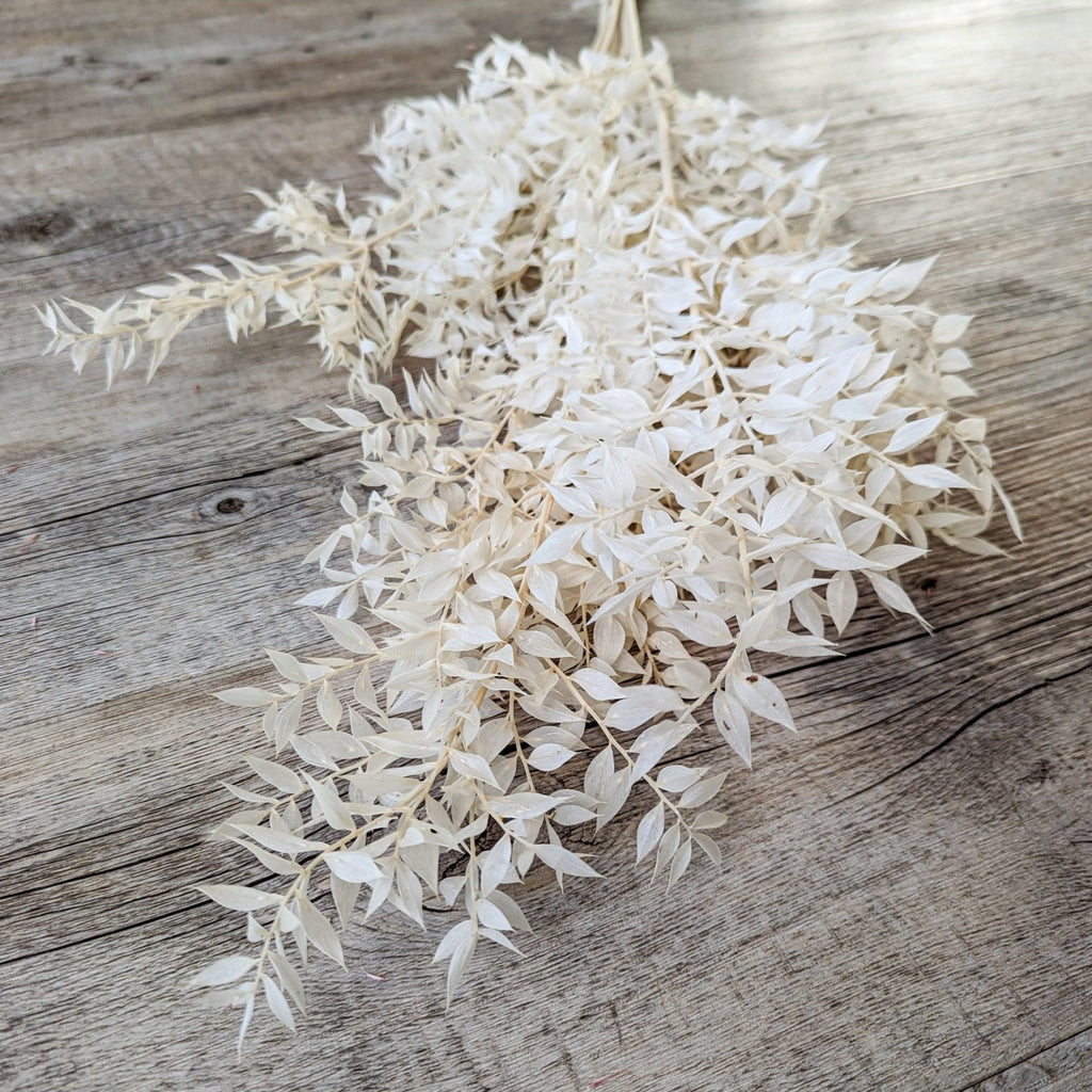 Trockenblumen Ruskus gebleicht im Bund Großpackung